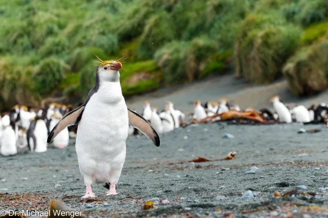 Haubenpinguine auf der Macquarie-Insel