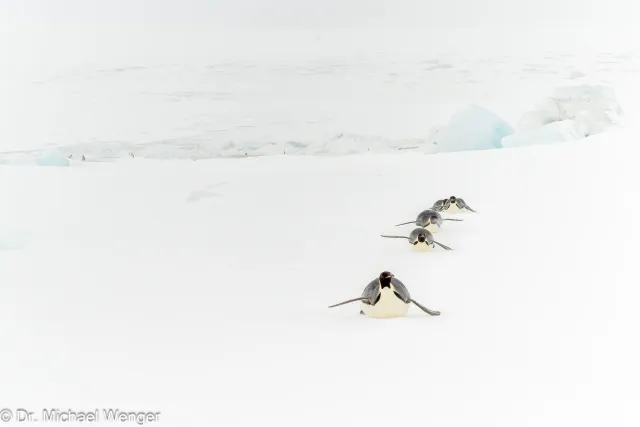 Emperor penguins (Aptenodytes forsteri)