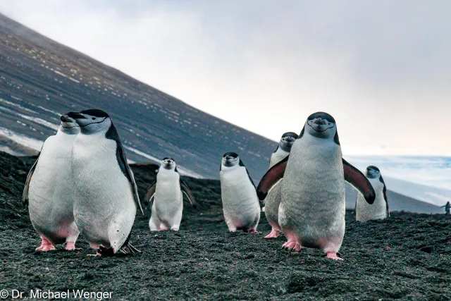 Zügelpinguine in der Antarktis