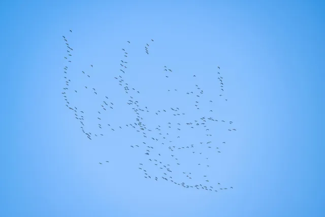 A swarm of cranes over the valley of the Hanfcreek