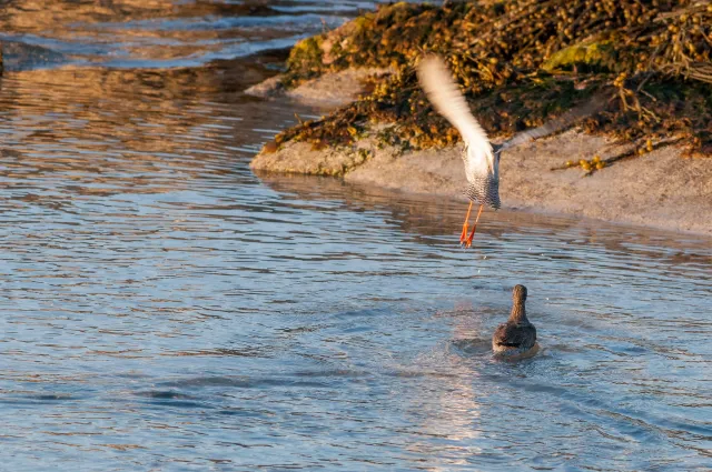 The Dance of the Redshanks