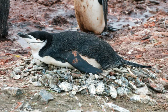 Chinstrap penguins in Antarctica