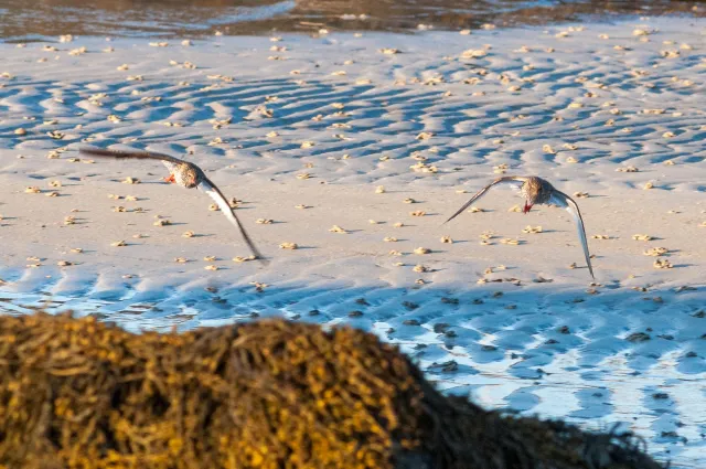 The Dance of the Redshanks