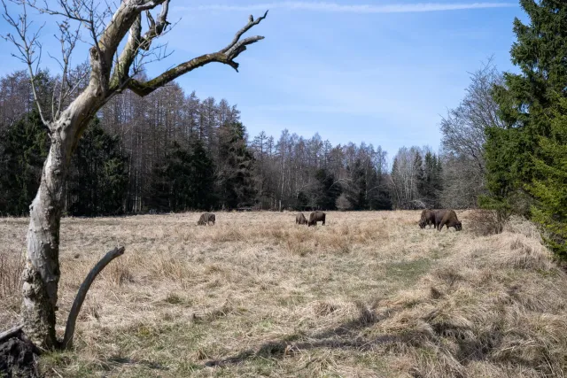 Wisente auf Bornholm