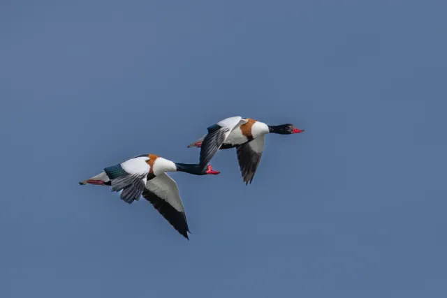 Brandgänse im Flug