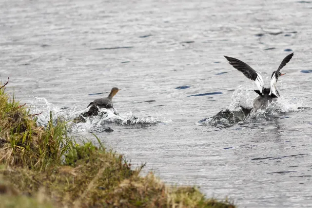 Red-breasted merganser (Mergus serrator) on Iceland at Myvatn, the mosquito lake