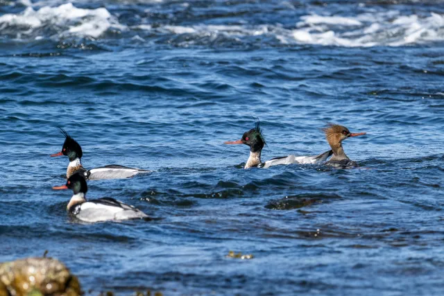 Red-breasted merganser (Mergus serrator) on Bornholm