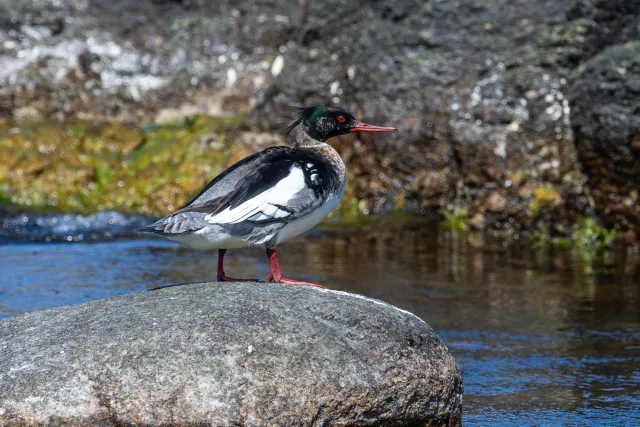 Mittelsäger (Mergus serrator) auf Bornholm