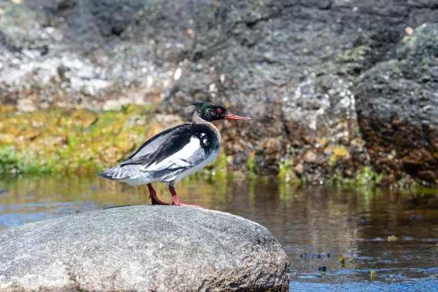 Red-breasted merganser (Mergus serrator) on Bornholm