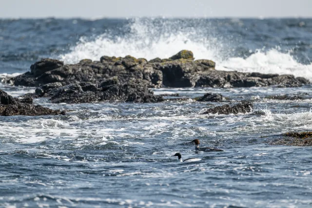 Common merganser (Mergus merganser) on the Baltic coast of Bornholm