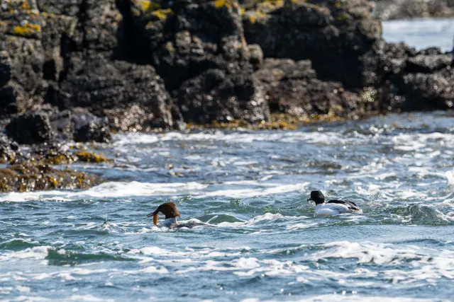 Gänsesäger (Mergus merganser) an der Ostseeküste von Bornholm