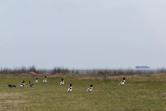 Shelducks on Neuwerk, the island in front of the Elbe estuary in the Hamburg Wadden Sea National Park