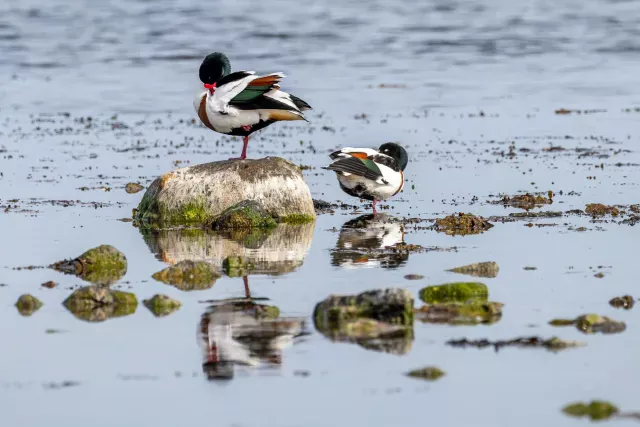 Common shelducks on the Baltic coast of Bornholm