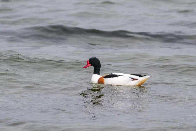 Common shelducks in the Baltic Sea off the coast of Bornholm