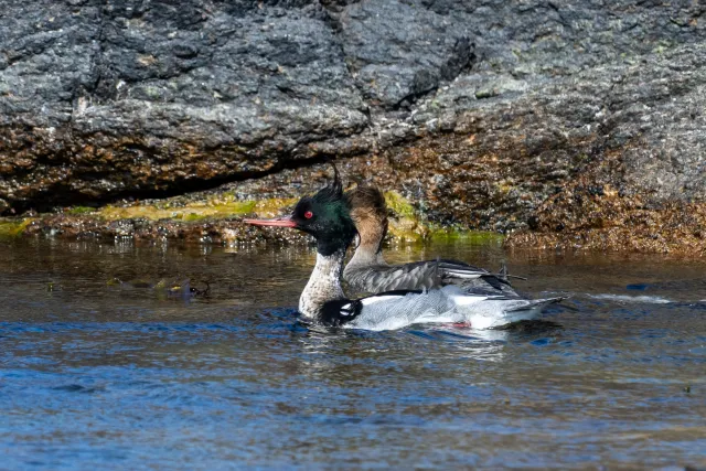 Mittelsäger (Mergus serrator) auf Bornholm