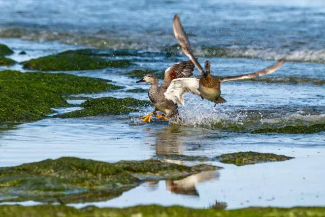 Kampf der Schnatterenten an der Ostseeküste von Bornholm