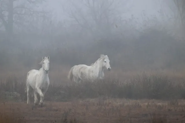 Wilde Wildpferde in der Camargue