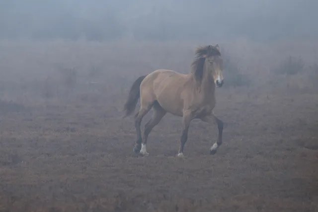 Wildpferd in der Camargue