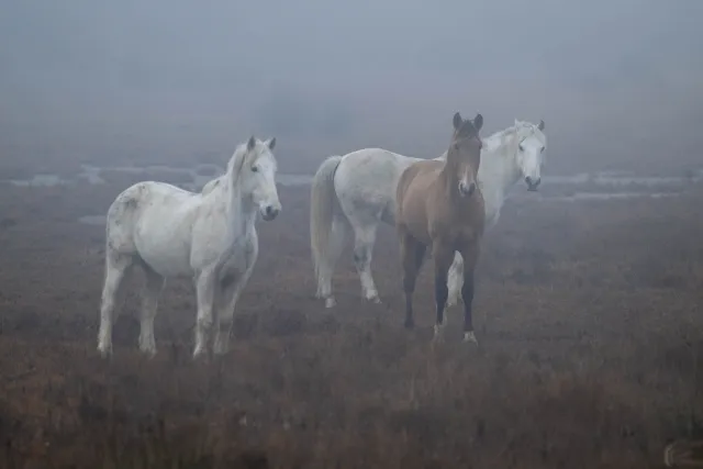 Wild horses in the Camargue