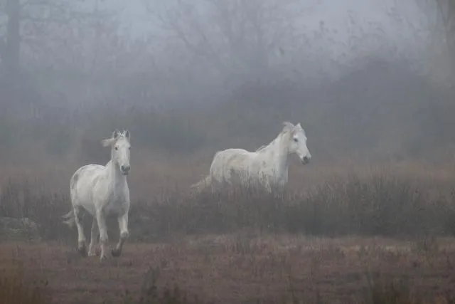 Die Wildpferde der Camargue