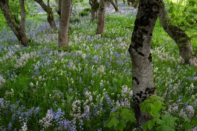 Magic Garden in Miðvágur